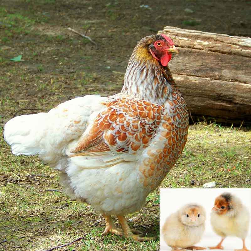 6 Blue Laced Red Wyandotte Bantam Chicken Hatching Eggs Mille Fleur d'Uccle 