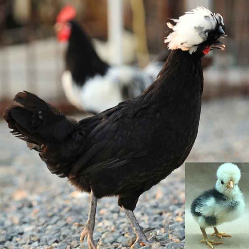 White Crested Black Polish chicken and chick