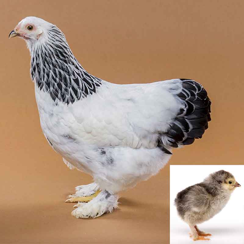Light Brahma Rooster and Hen Stock Photo - Image of brahma, light