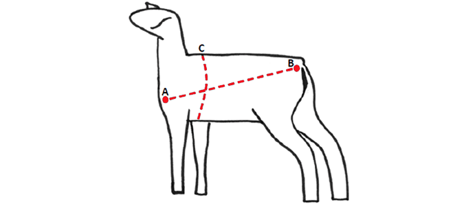 How to Calculate Sheep or Goats Weight With No Scale