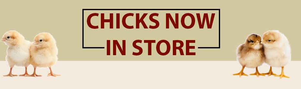 Chicks now in store landing page