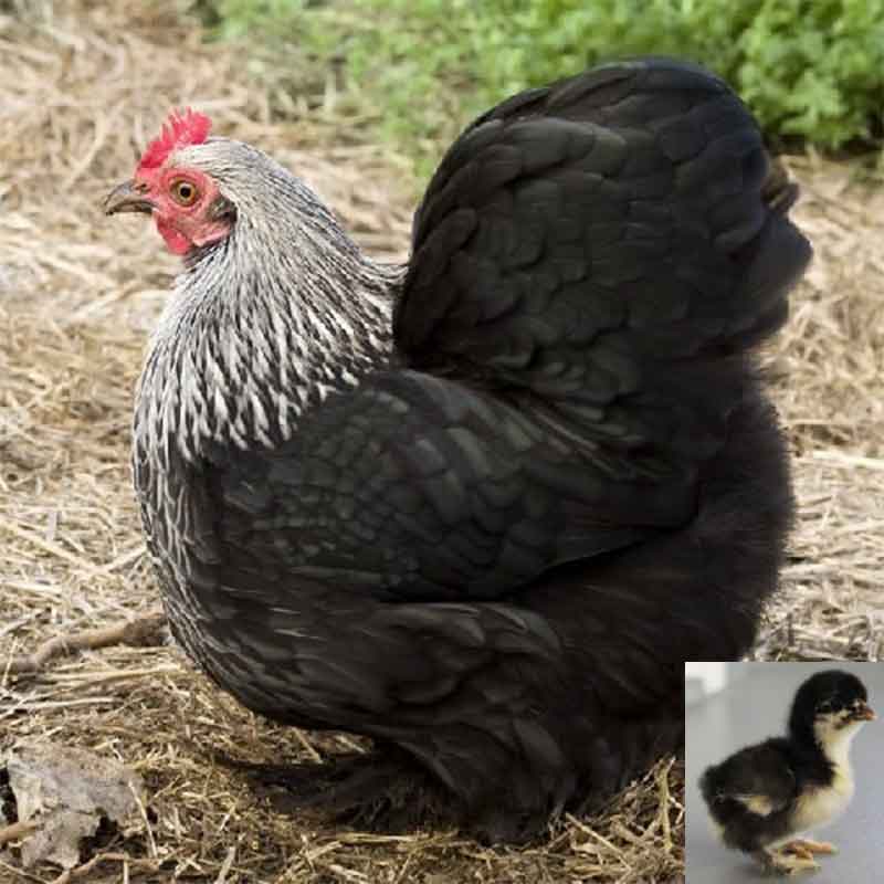 Birchen Cochin Bantam chicken and chick