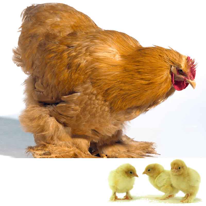 Buff Cochin Bantam chicken and chick