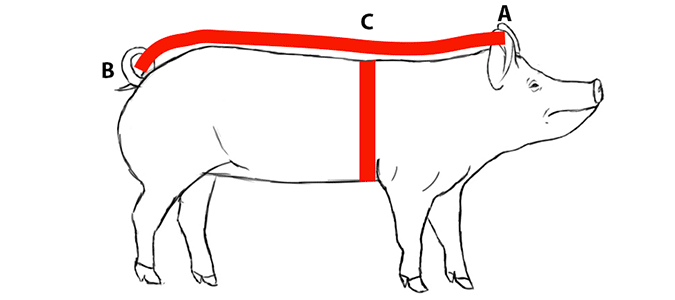 How to Calculate Pig's Weight With No Scale