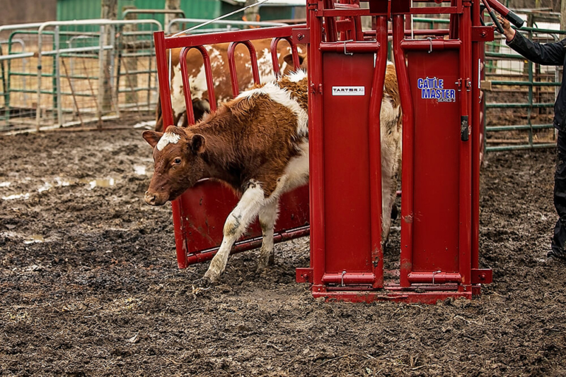 CattleMaster Series 3 Chute By Tarter showing side door opening